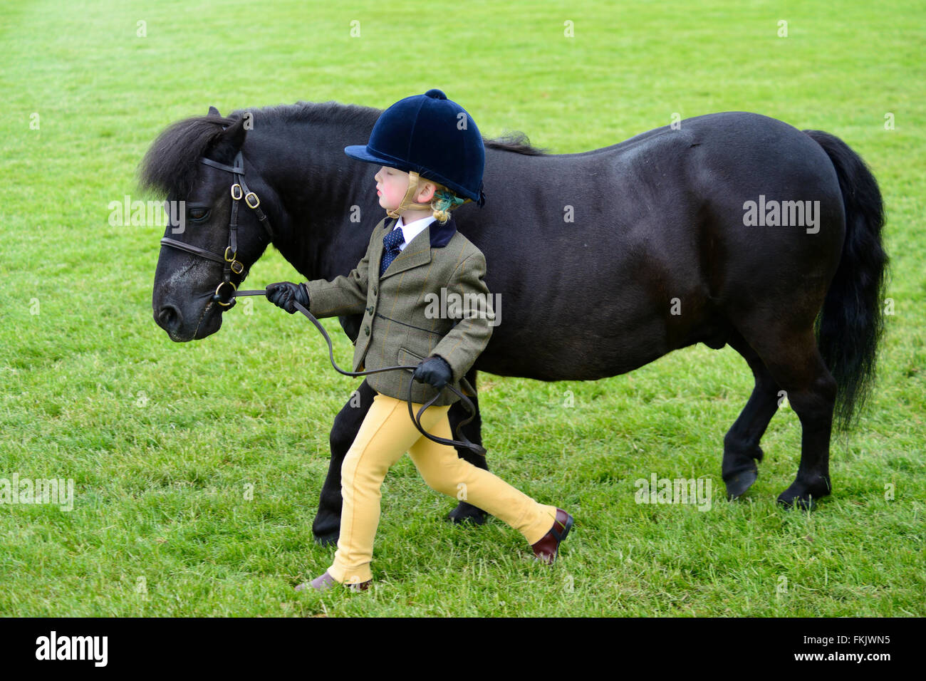 Sfilata dei vincitori presso il Royal Highland Show 2015, Ingliston, Edimburgo, Scozia, Regno Unito Foto Stock