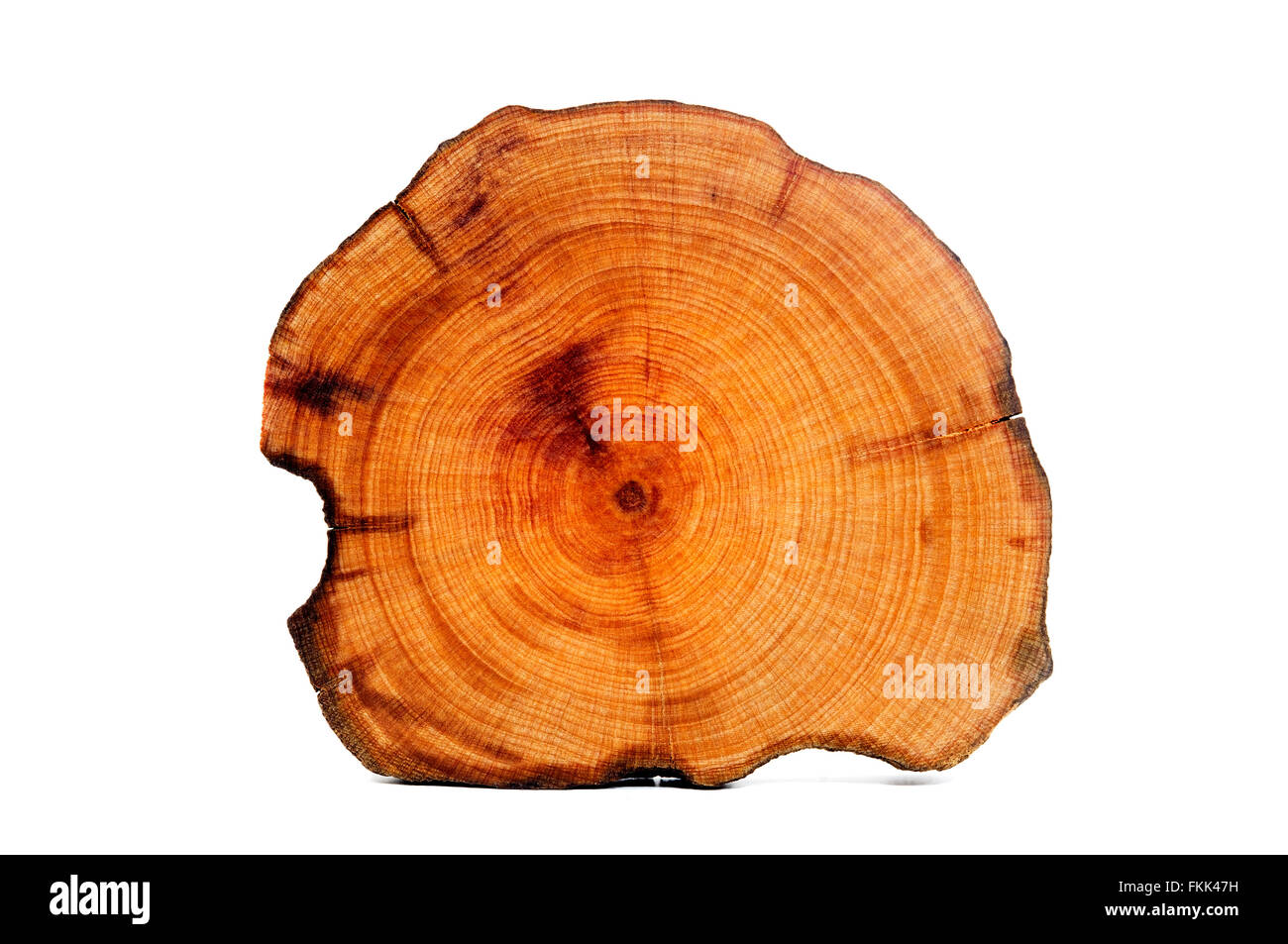 Sezione trasversale del legno di un Golden Shower Tree log su sfondo bianco Foto Stock