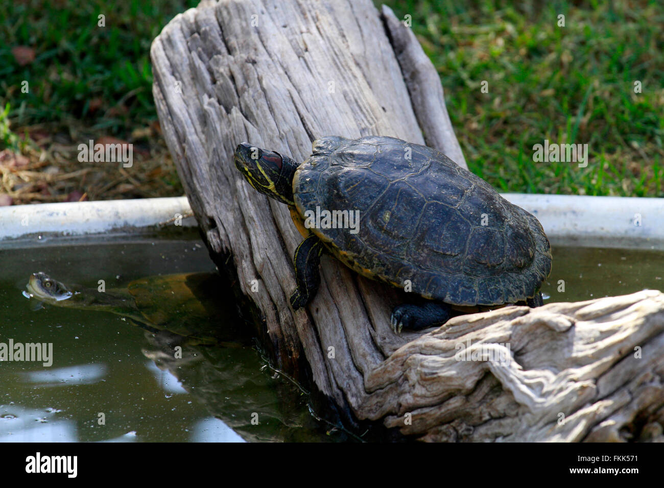 Un rosso-eared slider(Trachemys scripta elegans) in un fresco laghetto di acqua a giraffa House Wildlife consapevolezza center,Provincia del Capo occidentale,Sud Africa. Foto Stock