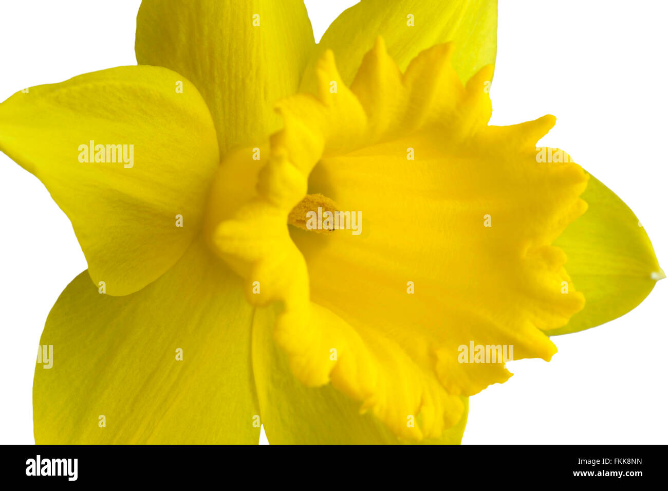 Giallo singolo daffodil flower close up. Foto Stock