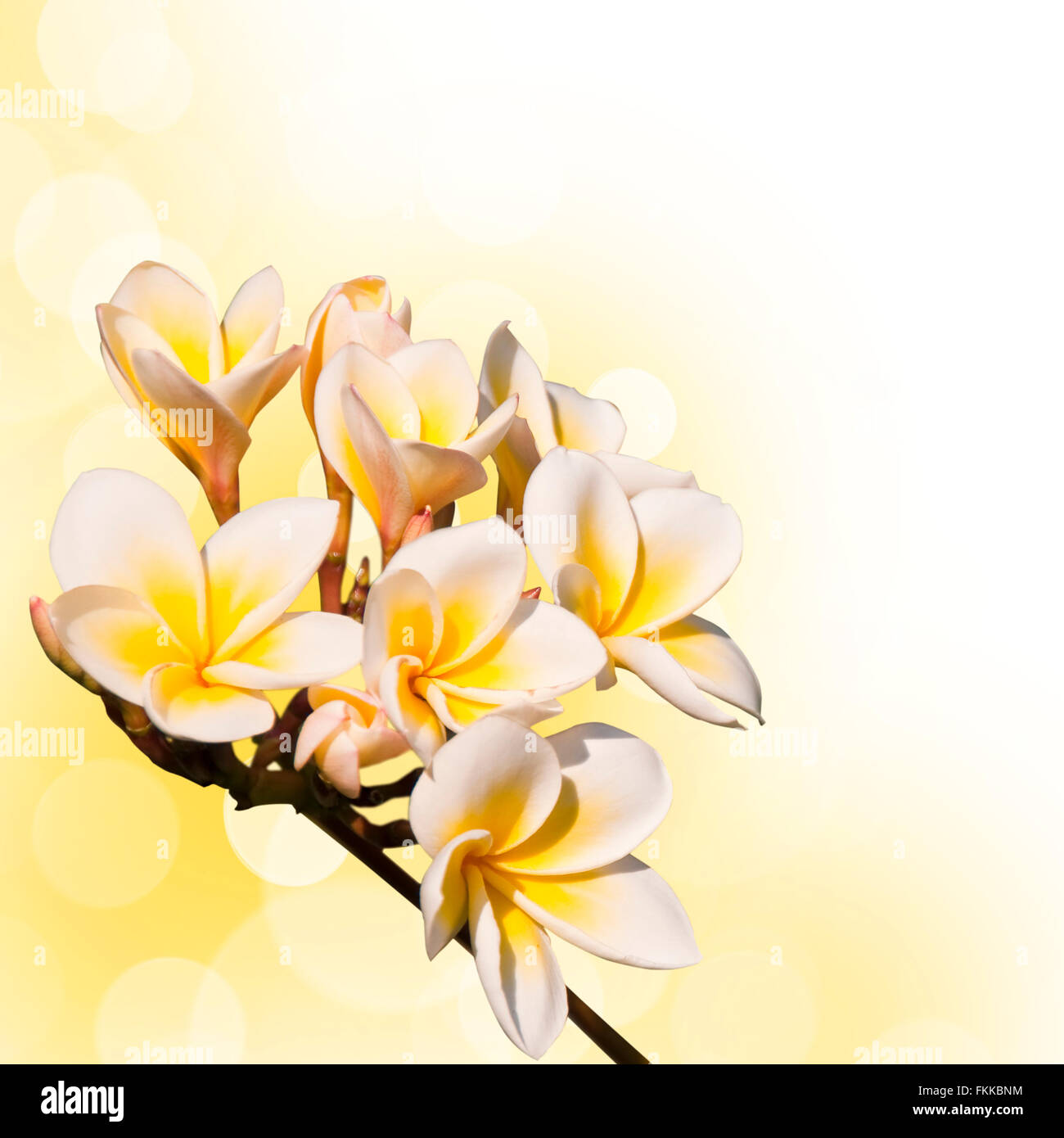 Il ramo di fiori di frangipani close-up, giallo sfondo bokeh di fondo Foto Stock