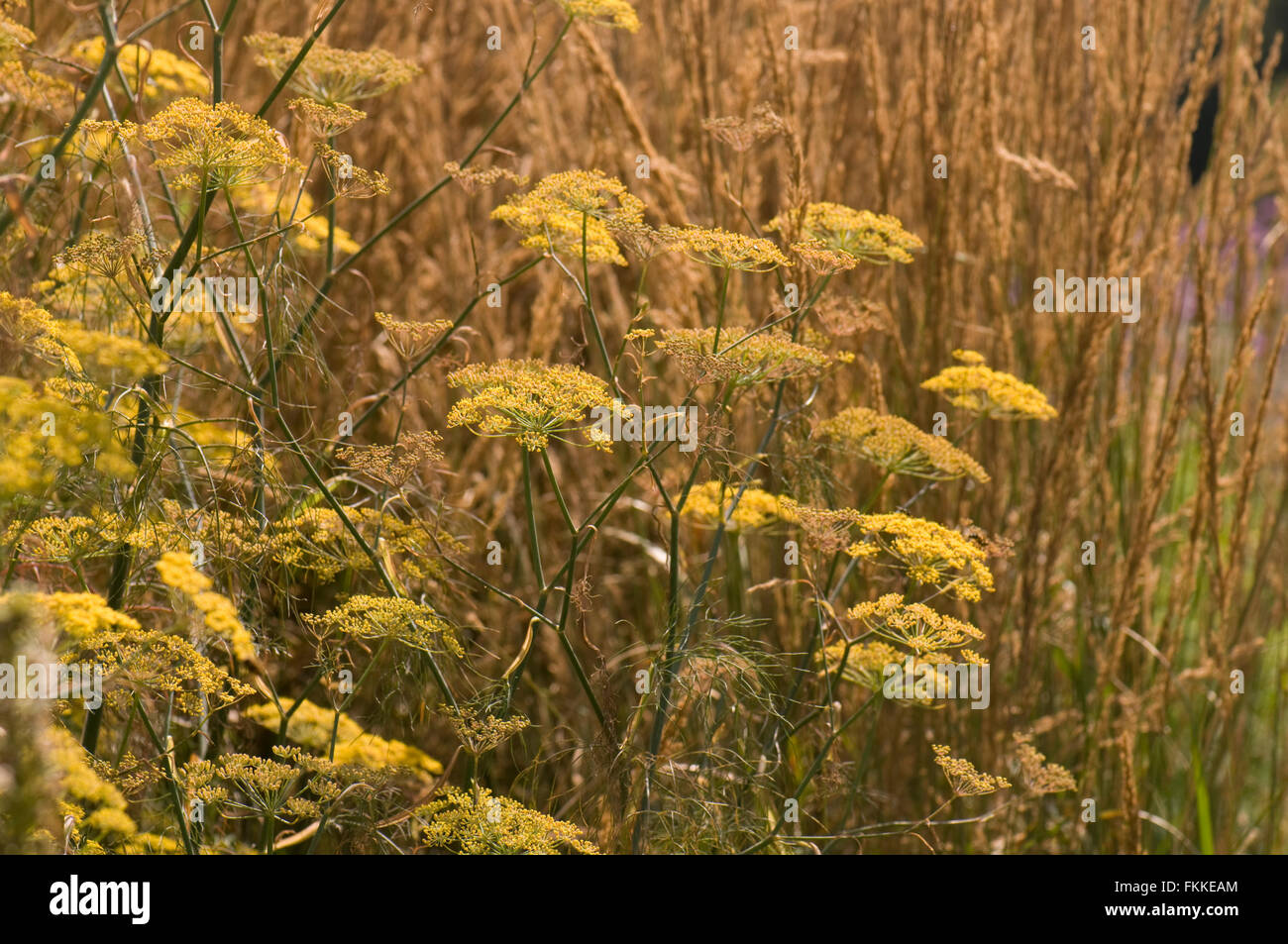 Foeniculum vulgare "gigante" di bronzo con Calamagrostis x acutiflora 'Karl Foerster". Sir Harold Hillier giardini; Hampshire REGNO UNITO. Foto Stock