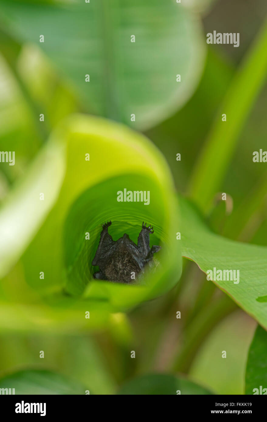 Bat (specie non identificato) sono ' appollaiati in laminati banana leaf. Danum Valley, Sabah Borneo. Foto Stock