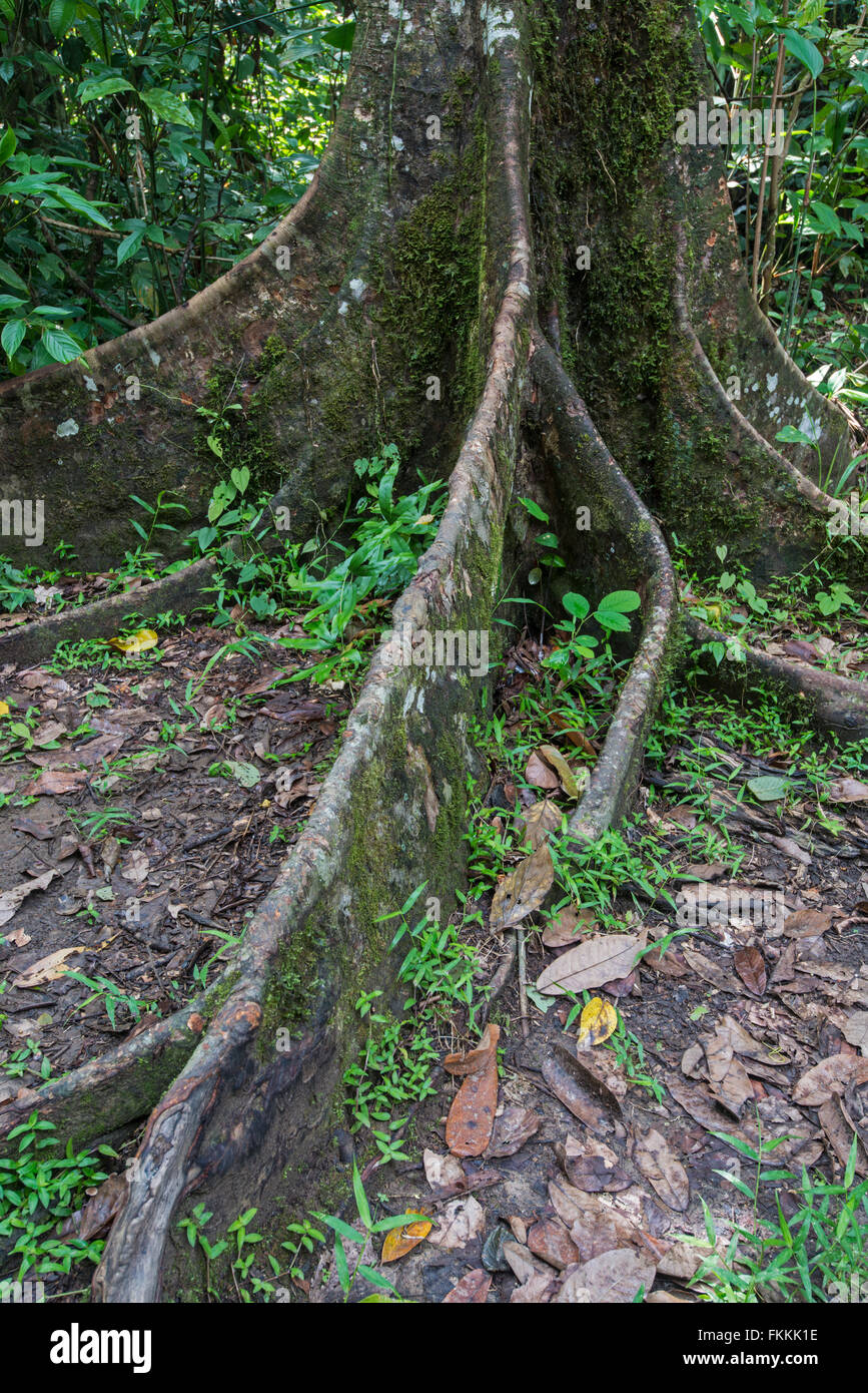 Radici quadrate sulla foresta pluviale tree (Shorea sp.) di Danum Valley, Sabah Borneo Foto Stock