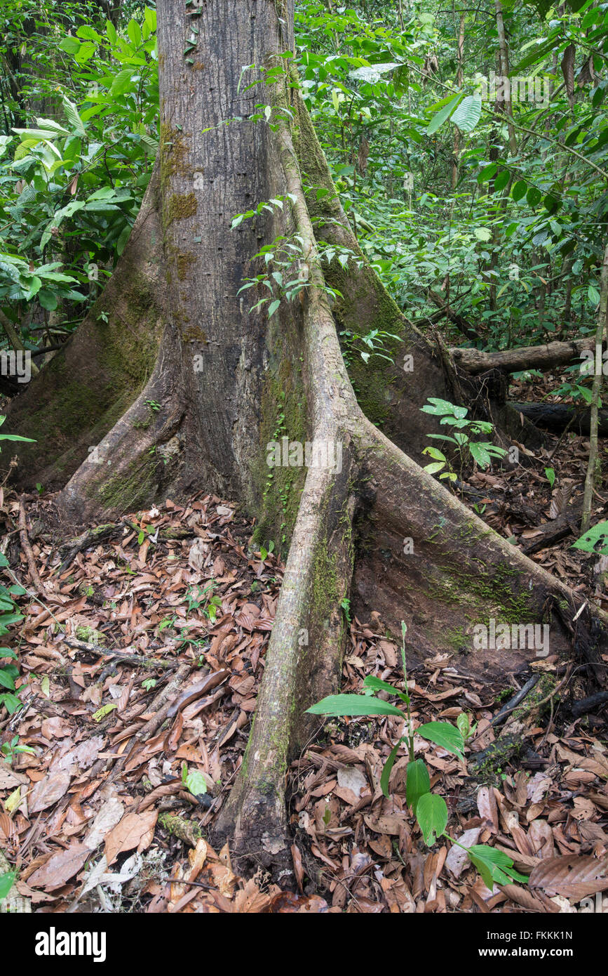 Radici quadrate sulla foresta pluviale tree (Shorea sp.) di Danum Valley, Sabah Borneo Foto Stock