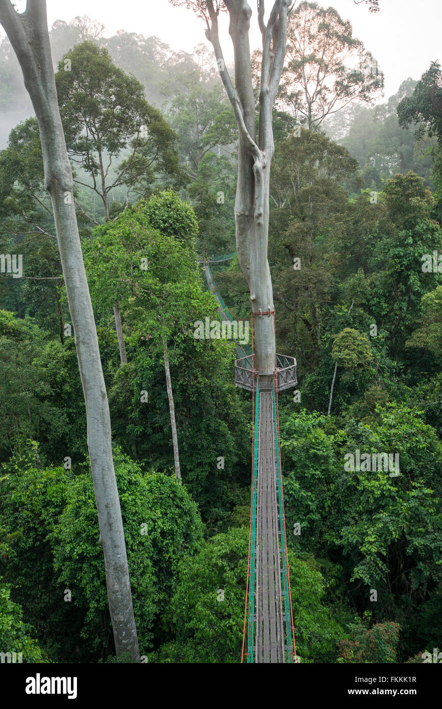 Foresta pluviale marciapiede, Danum Valley, Sabah Borneo Foto Stock