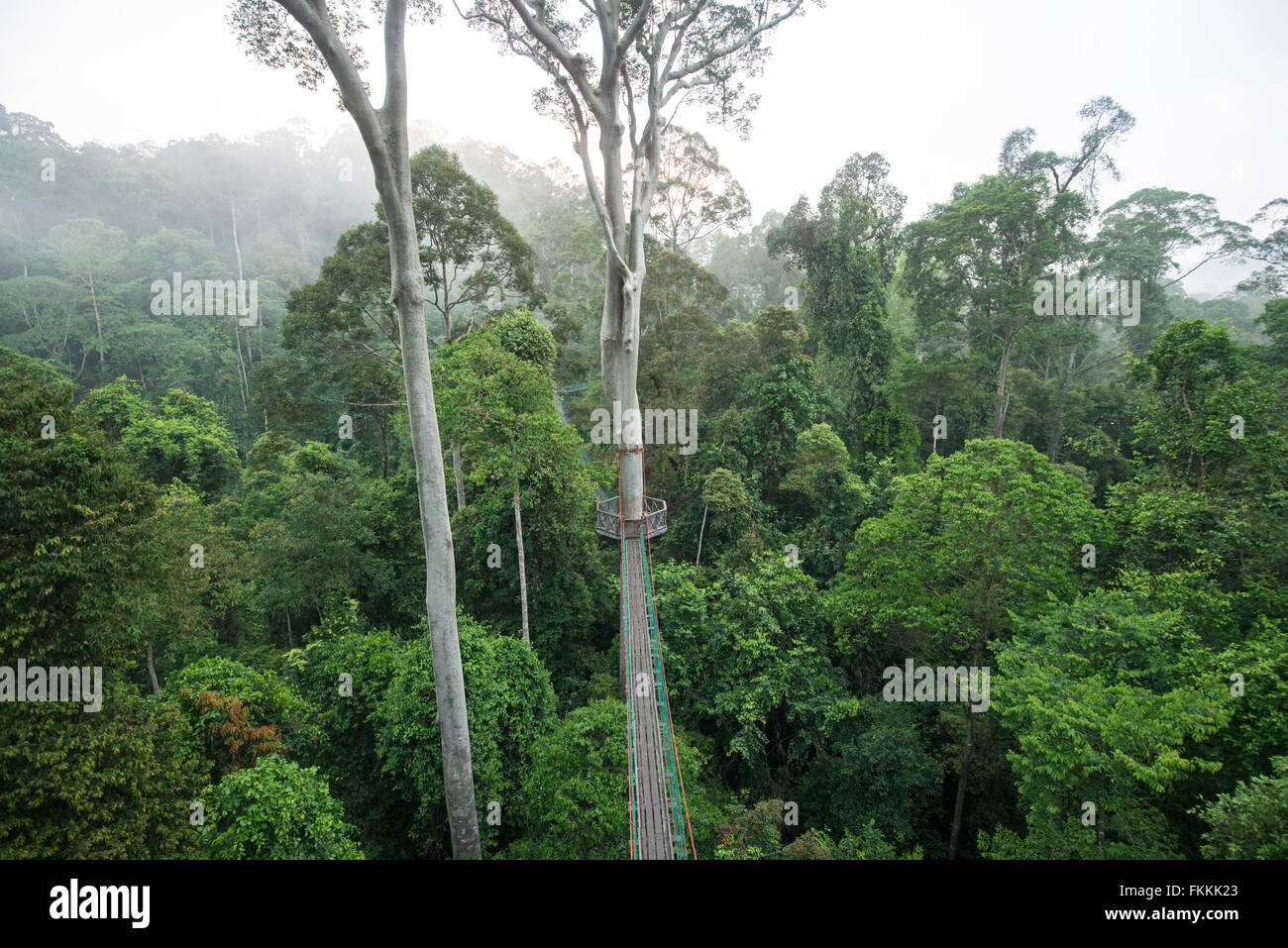 Foresta pluviale marciapiede, Danum Valley, Sabah Borneo Foto Stock