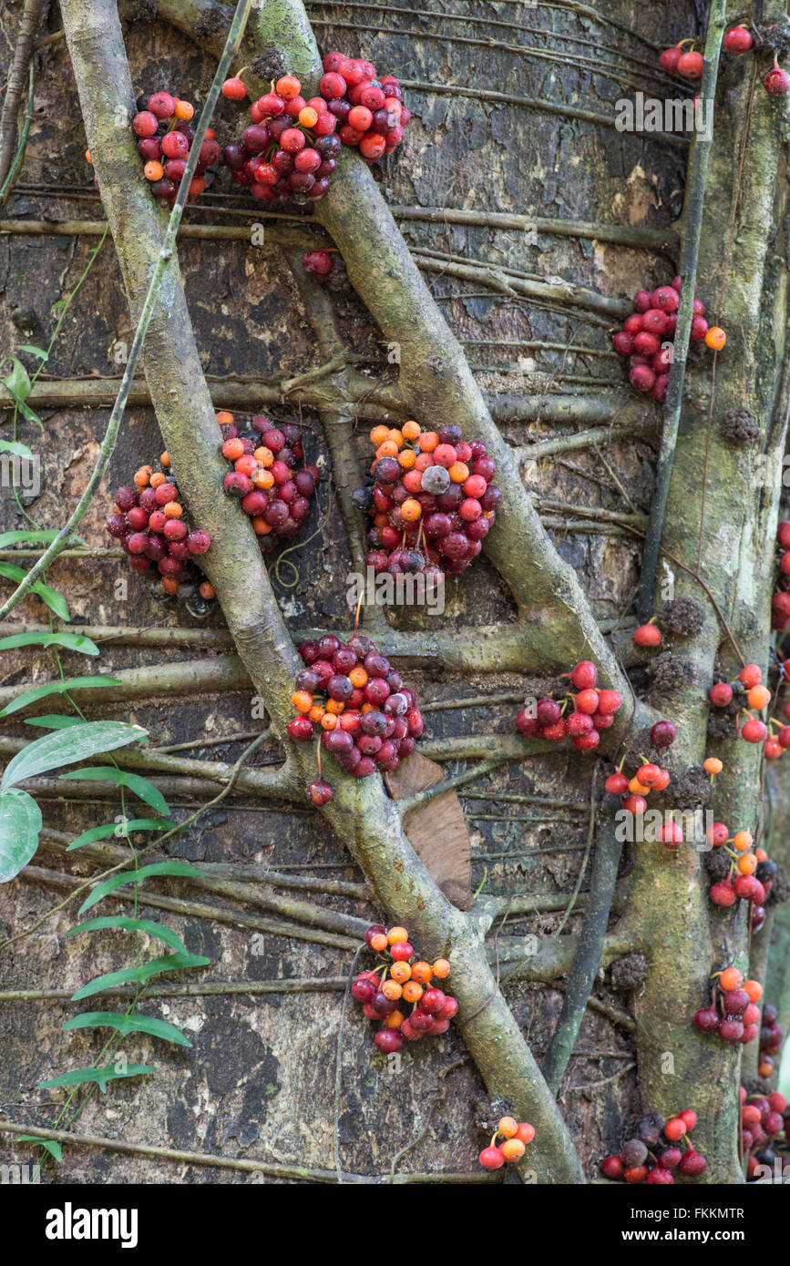 La fruttificazione Fig Tree: Ficus sp. Esempio di cauliflory. Danum Valley, Sabah Borneo Foto Stock
