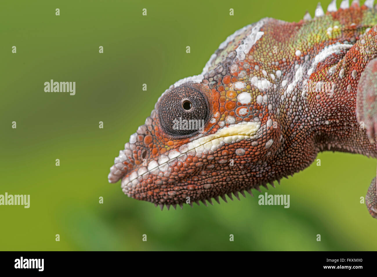 Panther Chameleon (Furcifer pardalis) Close up dell'occhio. Controllato, studio Foto Stock