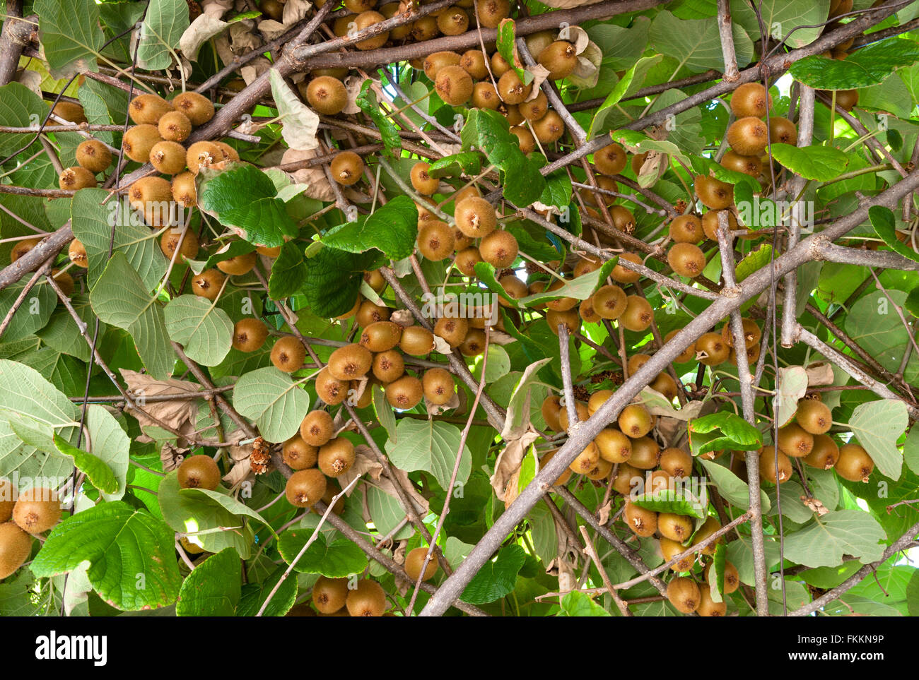 Italia settentrionale. Ripe kiwi kiwi o uva spina cinese) addestrato oltre un pergolato in una cucina italiana giardino Foto Stock