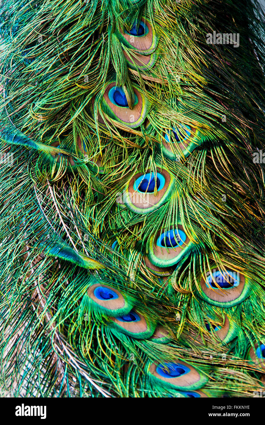 Peacock la coda di piume colorate close up Foto Stock