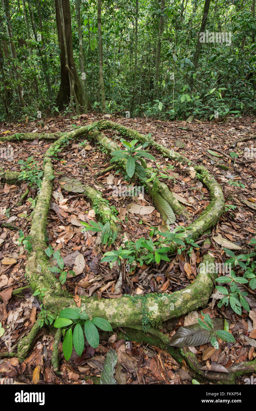 Liana sul pavimento della foresta pluviale tropicale. Danum Valley, Sabah Borneo. Foto Stock