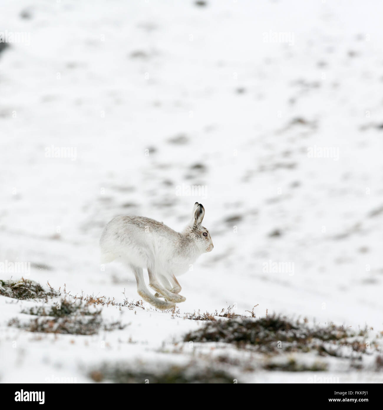 La lepre bianca della neve, Findhorn Valley, Inverness-Shire, Scozia, marzo 2016. Foto Stock