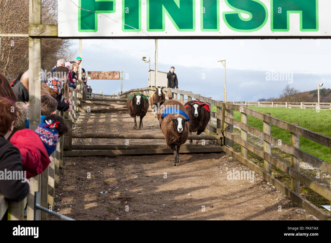 Pecore racing a Cannon Hall Farm, Cawthorne, Yorkshire Regno Unito Foto Stock