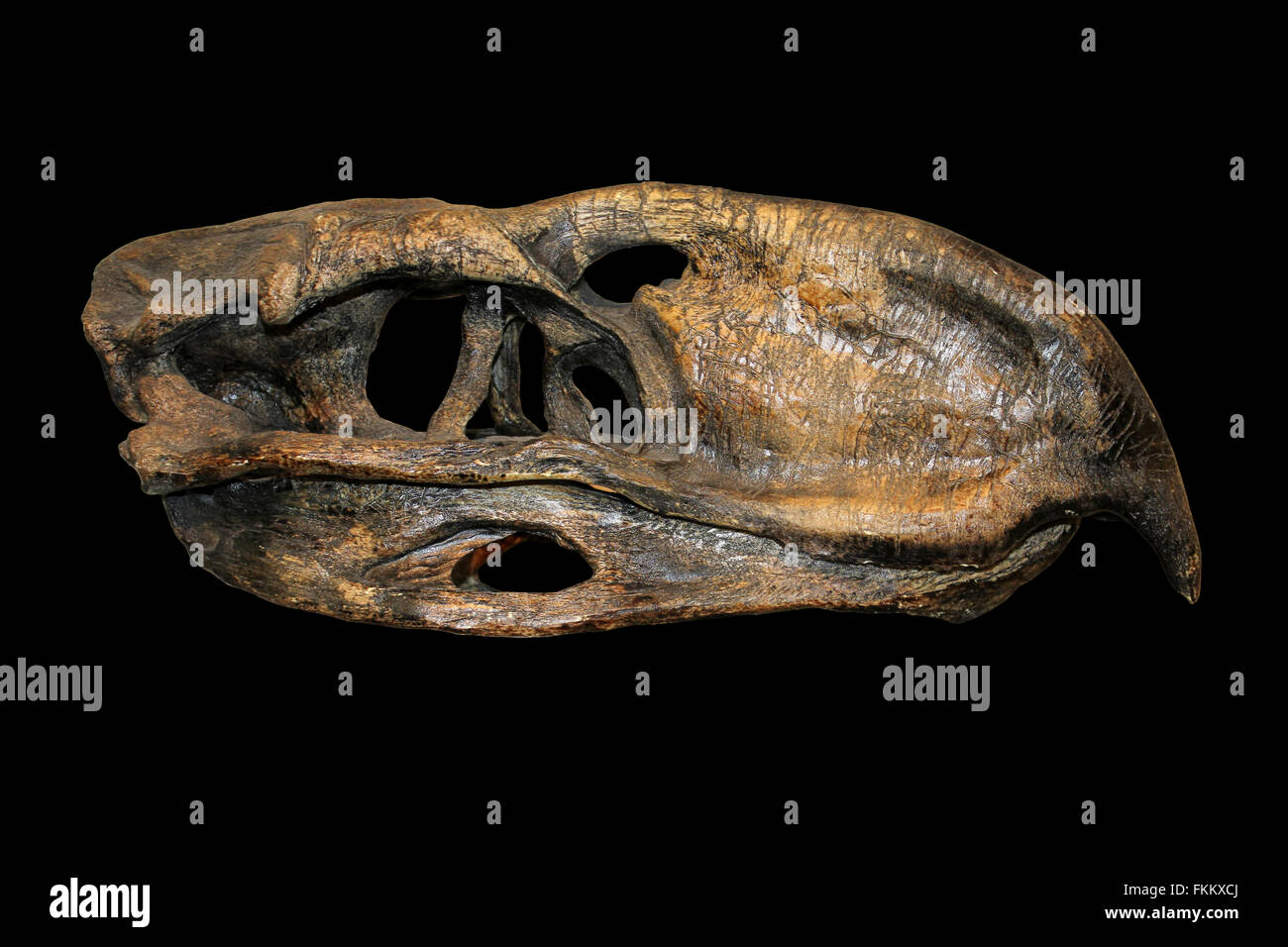 Il terrore Bird cranio Phorusrhacos longissimus Sud America terziario circa 45-25 milioni di anni fa Foto Stock