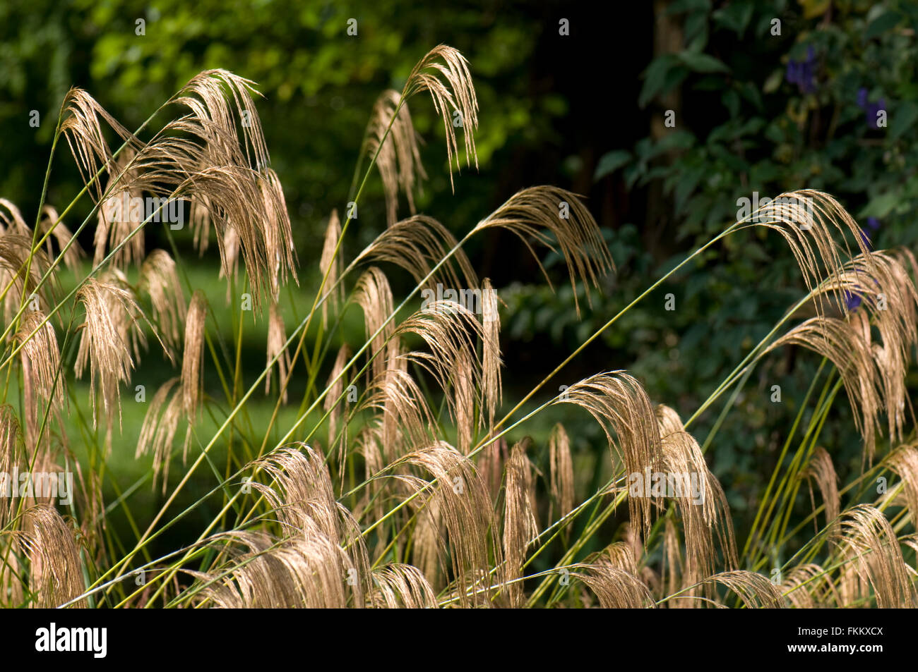 Il miscanto nepalensis. Sir Harold Hillier Gardens, Regno Unito. Foto Stock