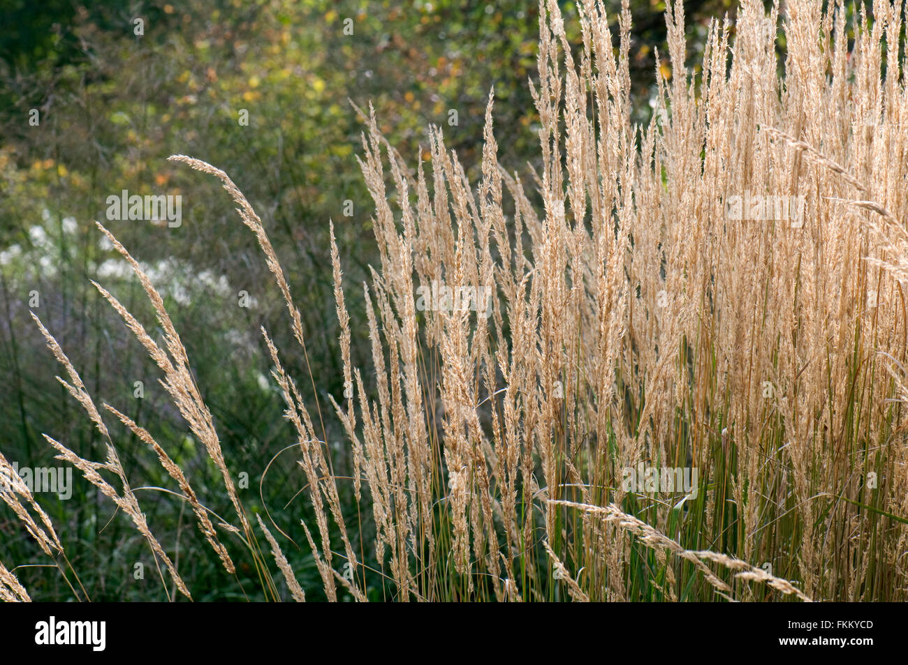 Calamagrostis x acutiflora 'Karl Foerster". Sir Harold Hillier Gardens, Regno Unito. Foto Stock