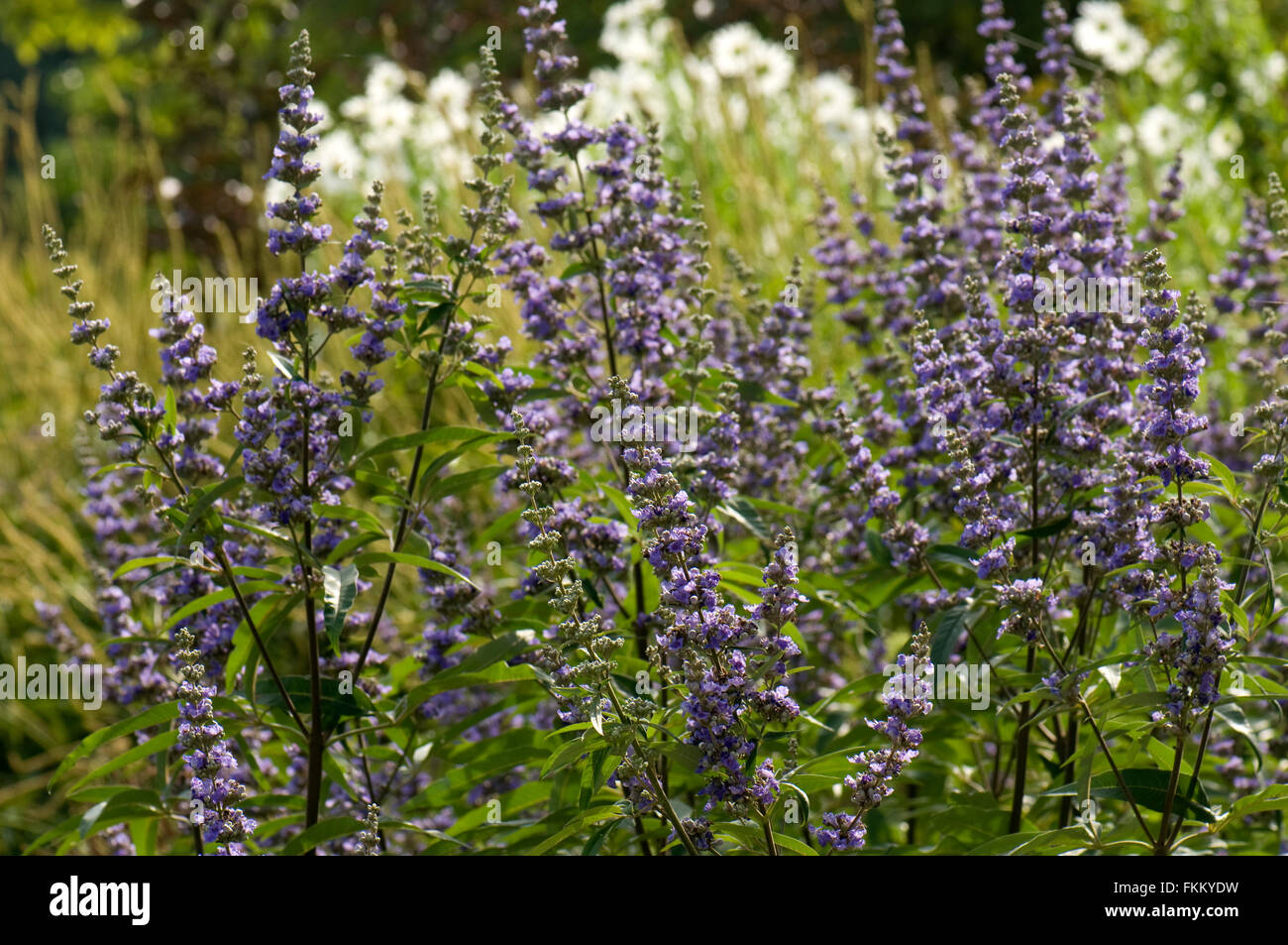 Vitex agnus-castus Foto Stock