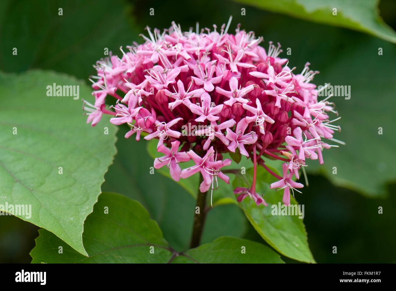 Clerodendrum bungei Foto Stock