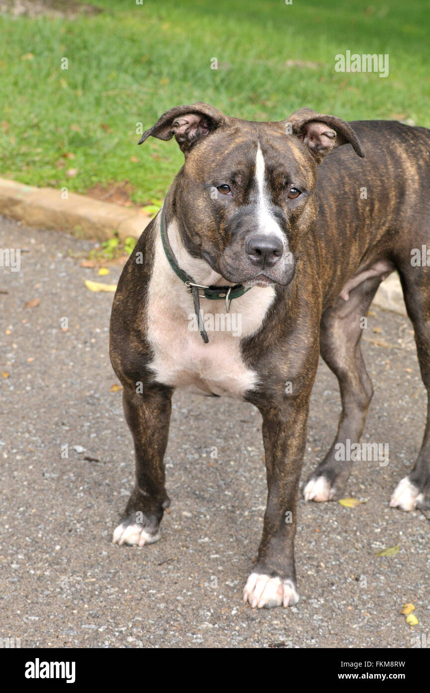 Cane, pit bull, Pitbull, Montjuic Barcellona, in Catalogna, Spagna Foto Stock