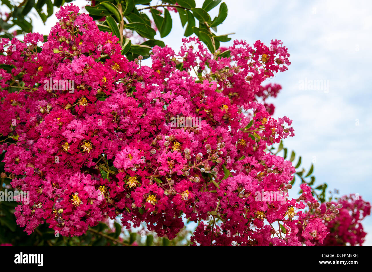 Oleandro Rosa fiore contro il cielo blu Foto Stock