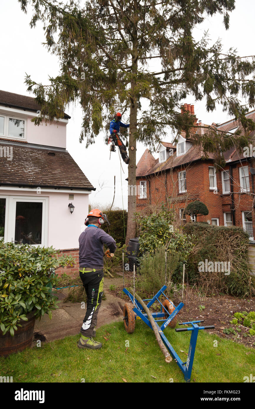 Tree chirurgo UK; Tree chirurghi al lavoro tagliando un albero, Suffolk REGNO UNITO Foto Stock