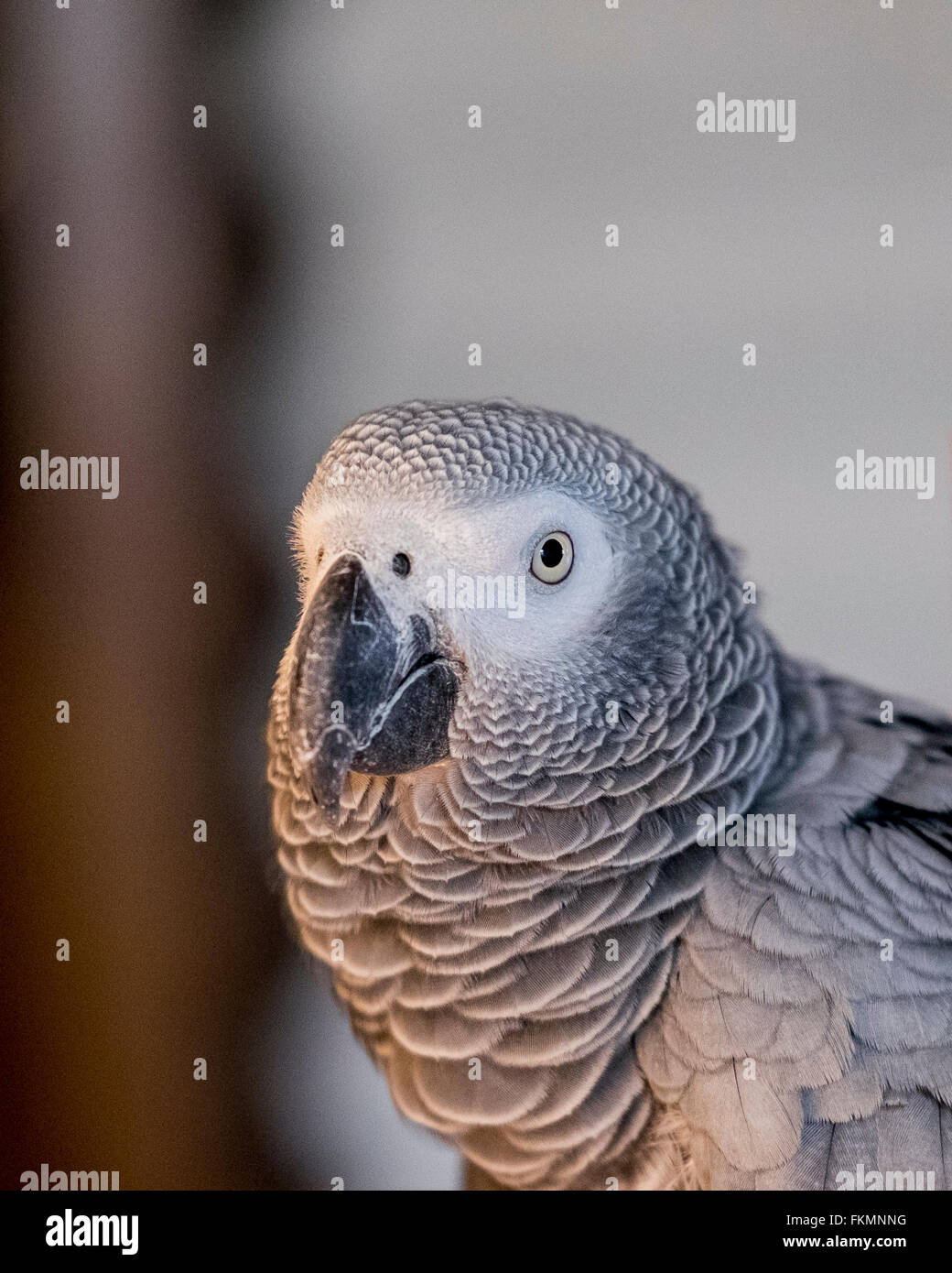 Una femmina di pappagallo grigio africano, Psittacus erithacus, ritratto. Foto Stock