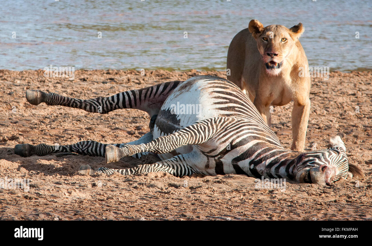 Leonessa (Panthera leo) con Zebra Grevys Kill (Equus grevyi), da Ewaso Nyiro, Samburu riserva nazionale, Kenya, Africa orientale Foto Stock
