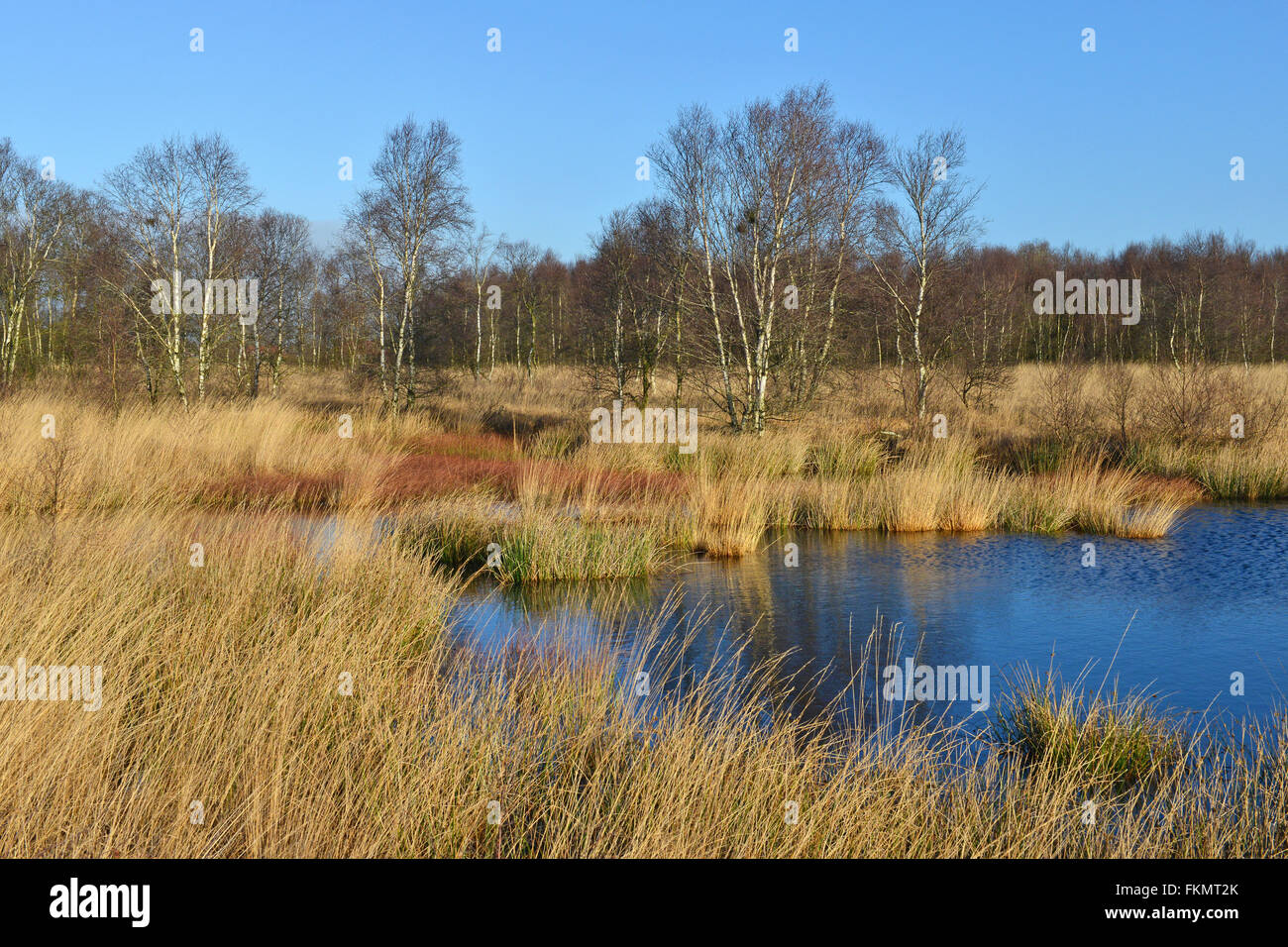 Mmoorland paesaggio con alberi di betulla in erba gialla accanto alle acque blu, ewiges meer riserva naturale, Frisia orientale, Bassa Sassonia Foto Stock