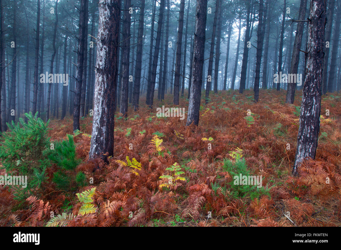 Bosco di conifere nella nebbia Weybourne Norfolk inverno Foto Stock