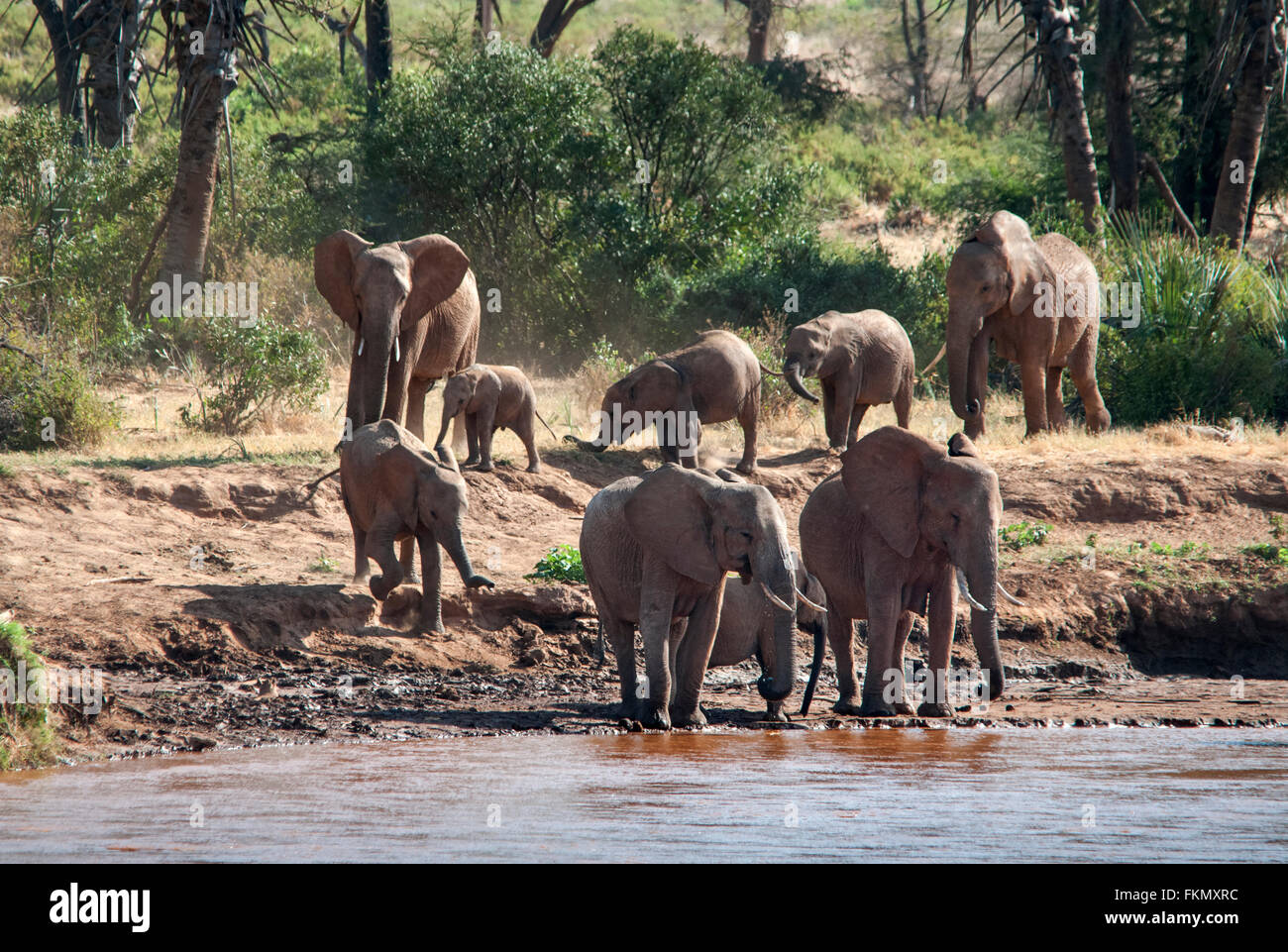 Branco di elefanti africani (Loxodonta africana) attraversando il Ewaso Nyiro, Samburu riserva nazionale, Kenya, Africa orientale Foto Stock