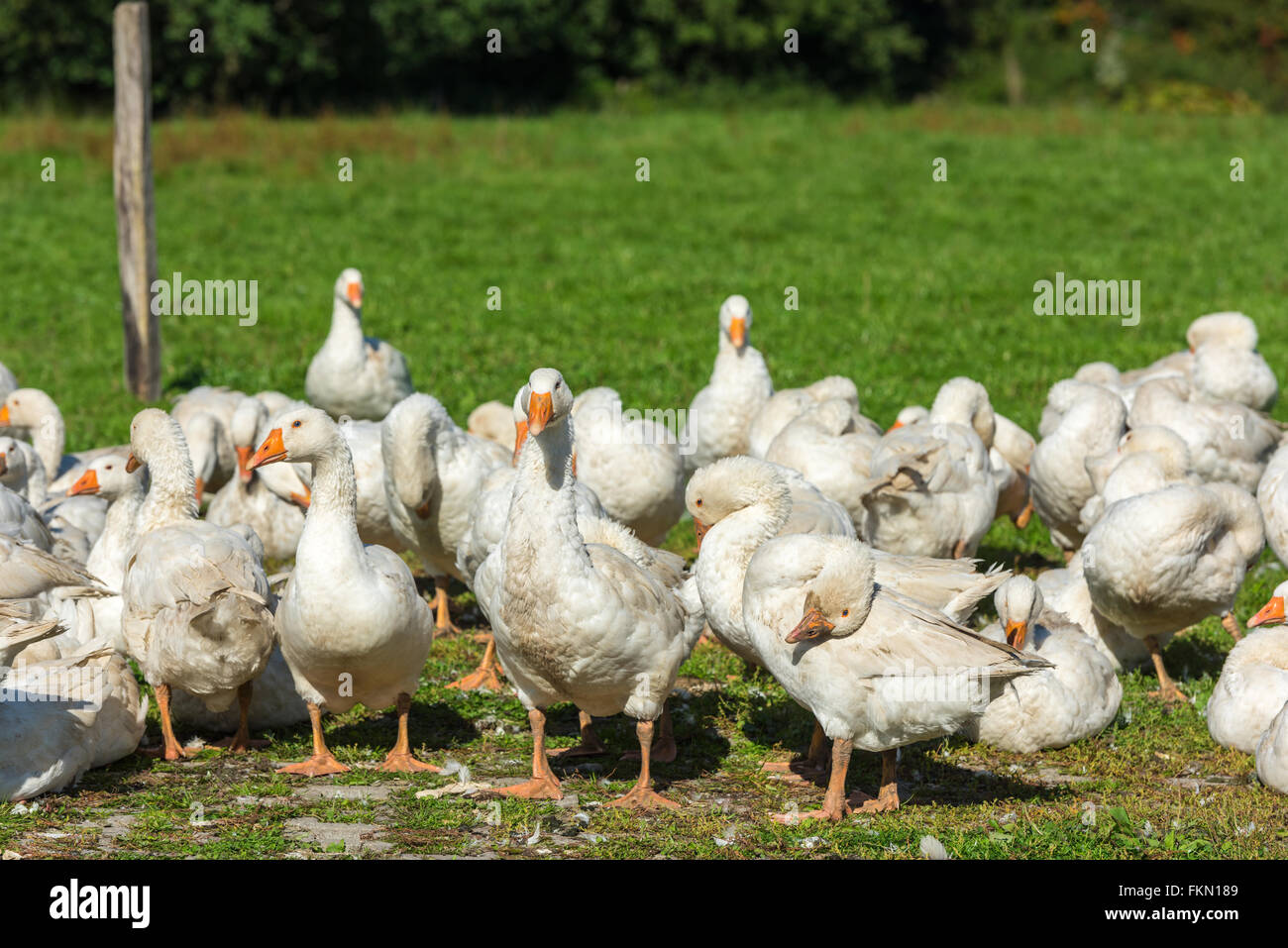 Oche branco di pascolare su erba verde in agriturismo Foto Stock