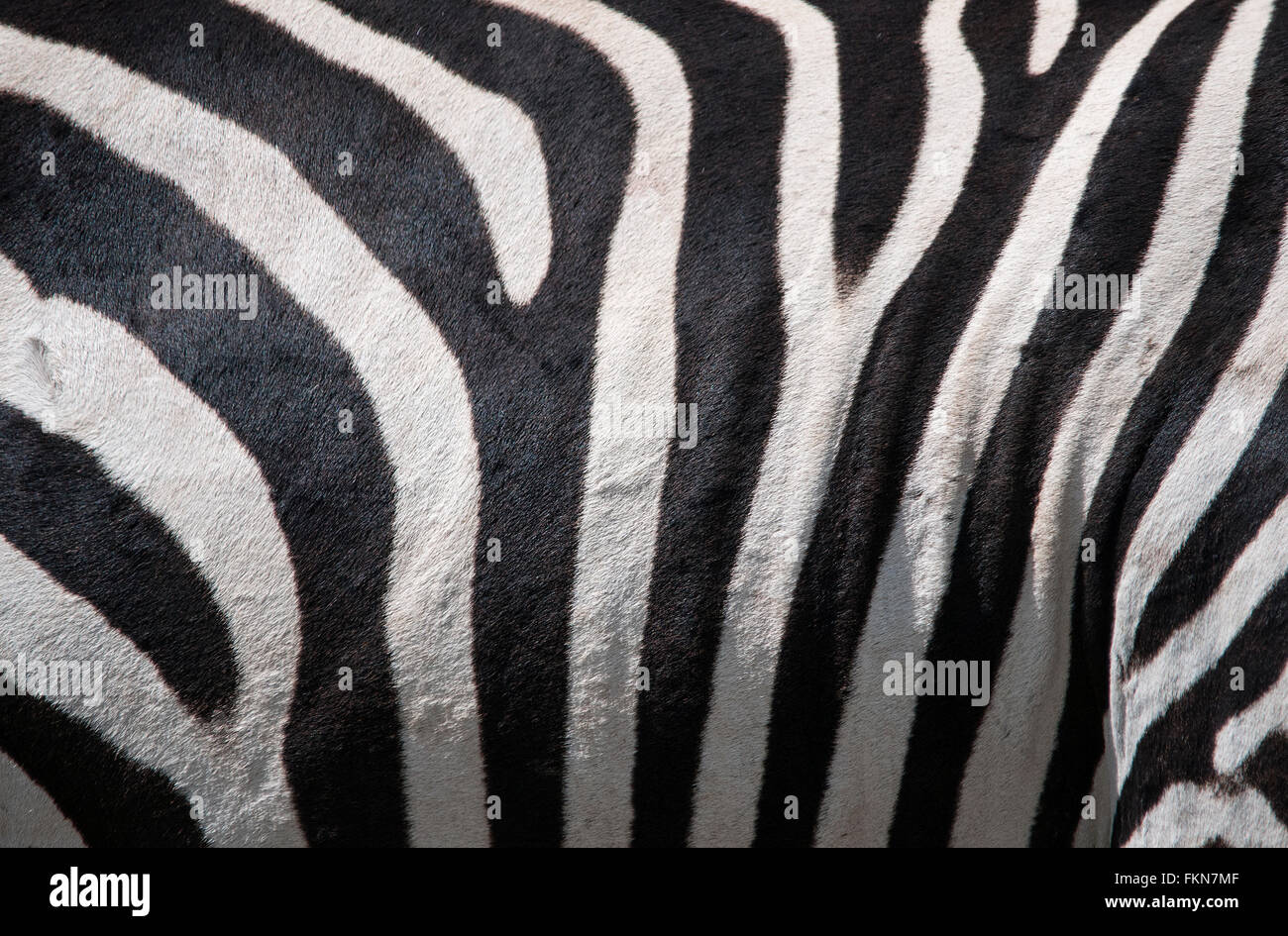 Nascondi modelli di Zebra comune (Equus quagga) ritratto, Lake Nakuru National Park, Kenya, Africa orientale Foto Stock