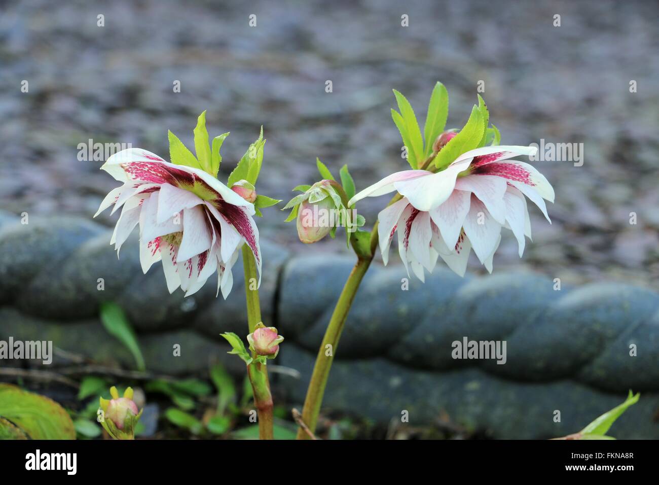 Due rosa e bianco doppio Veratro Bloom fiori rosa quaresimale Cenerentola Helleborus orientalis Foto Stock