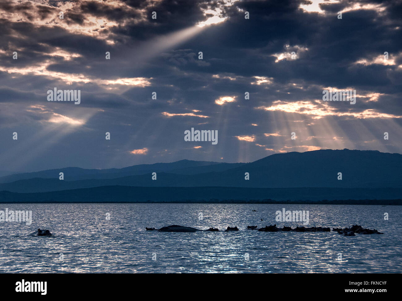 Allevamento di ippopotamo (Hippopotamus amphibius) nel lago Naivasha al tramonto, Great Rift Valley, Kenya, Africa orientale Foto Stock