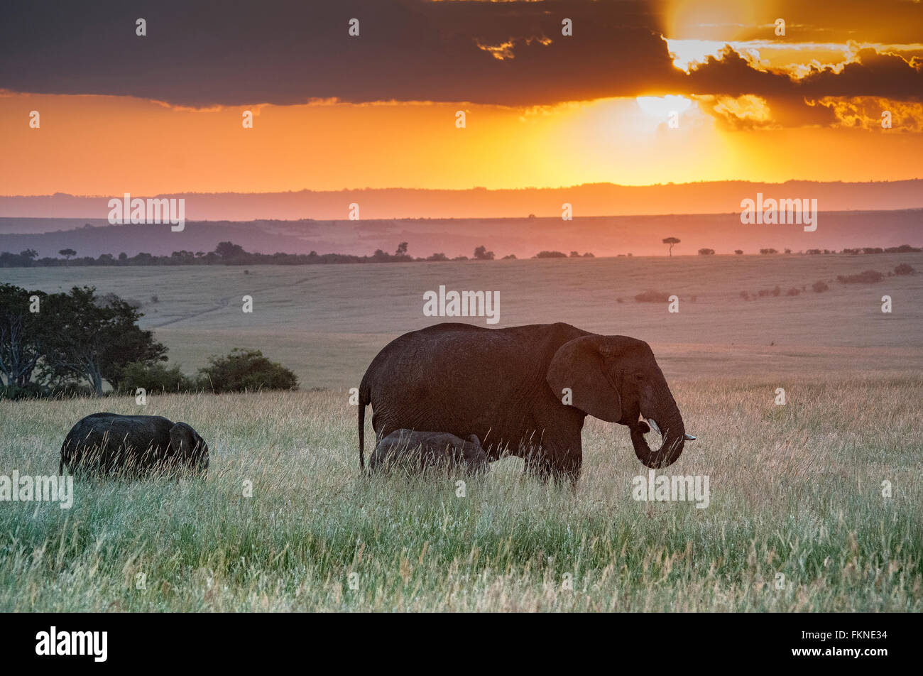 Femmina di elefante africano (Loxodonta africana) con vitelli al tramonto, il Masai Mara riserva nazionale, Kenya, Africa orientale Foto Stock