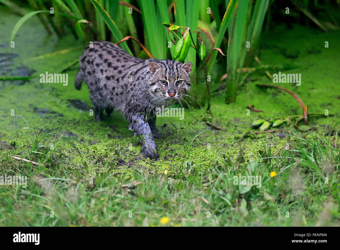 La pesca gatto adulto, caccia, Asia / (Prionailurus viverrinus) Foto Stock