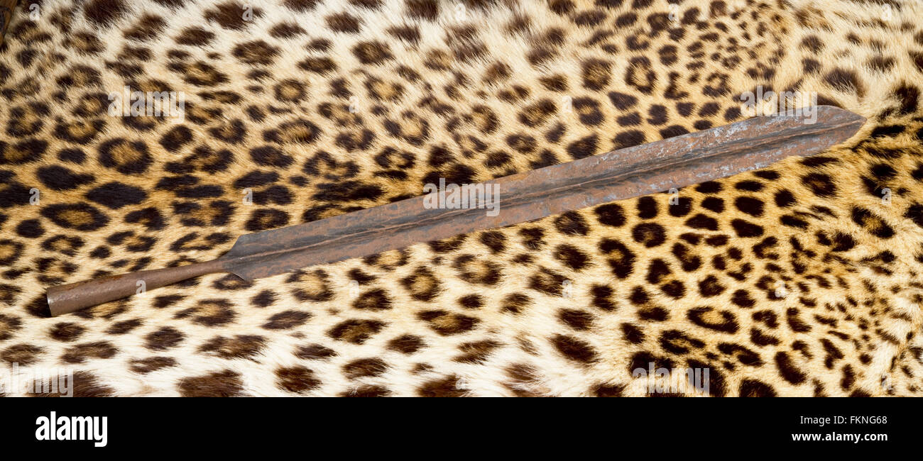 African Lion Masai lancia in testa su pelle di leopardo. Foto Stock
