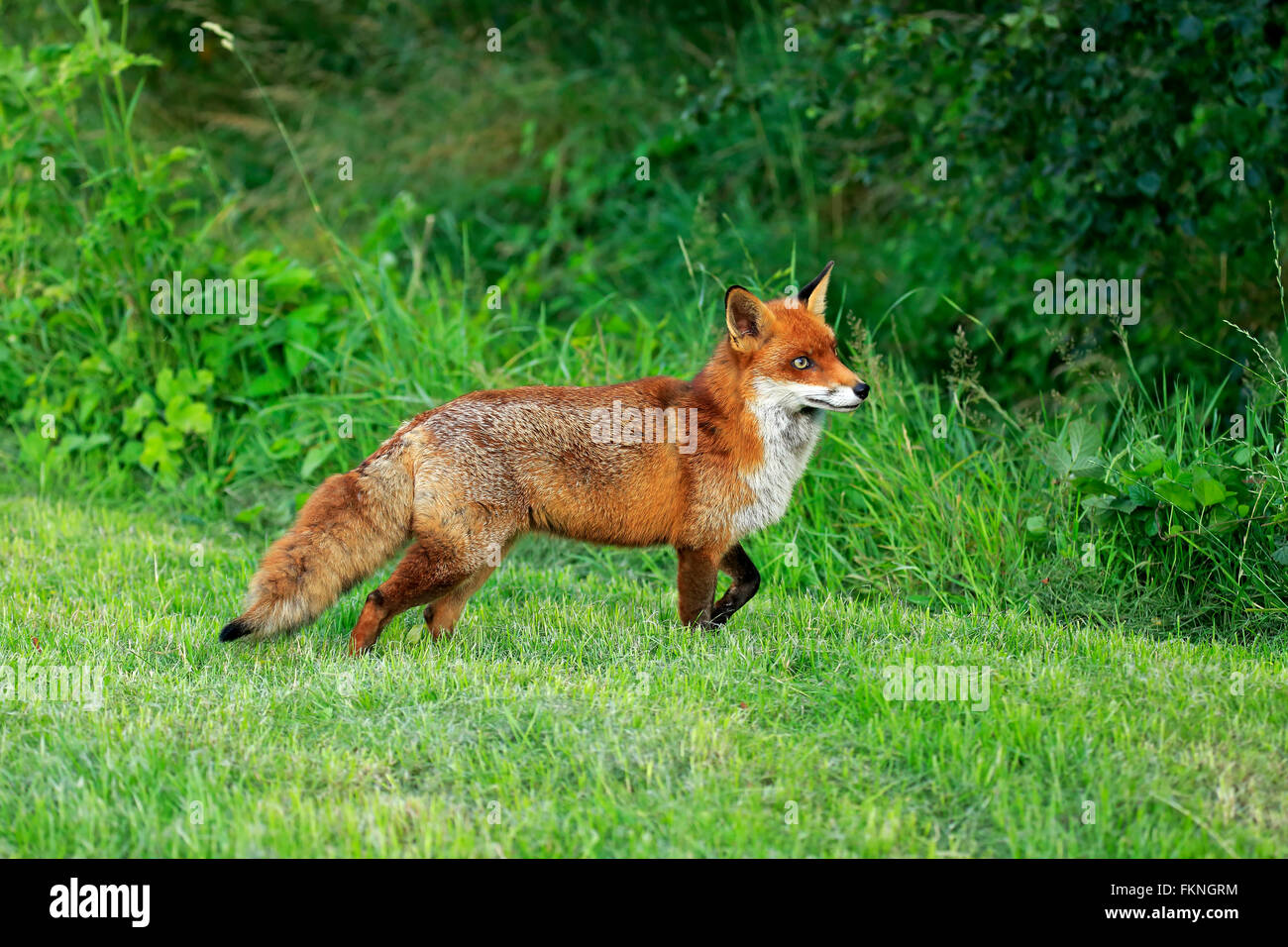 Red Fox, Surrey, Inghilterra, Europa / (Vulpes vulpes vulpes) Foto Stock