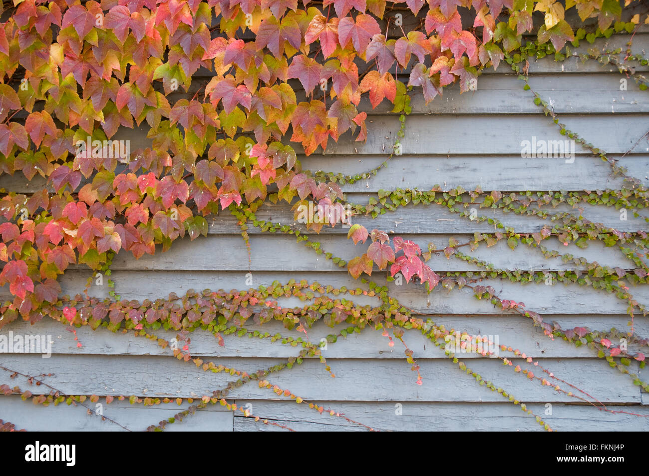 Modello diagonale di Edera vigneti che crescono su clapboard parteggiare. Foto Stock
