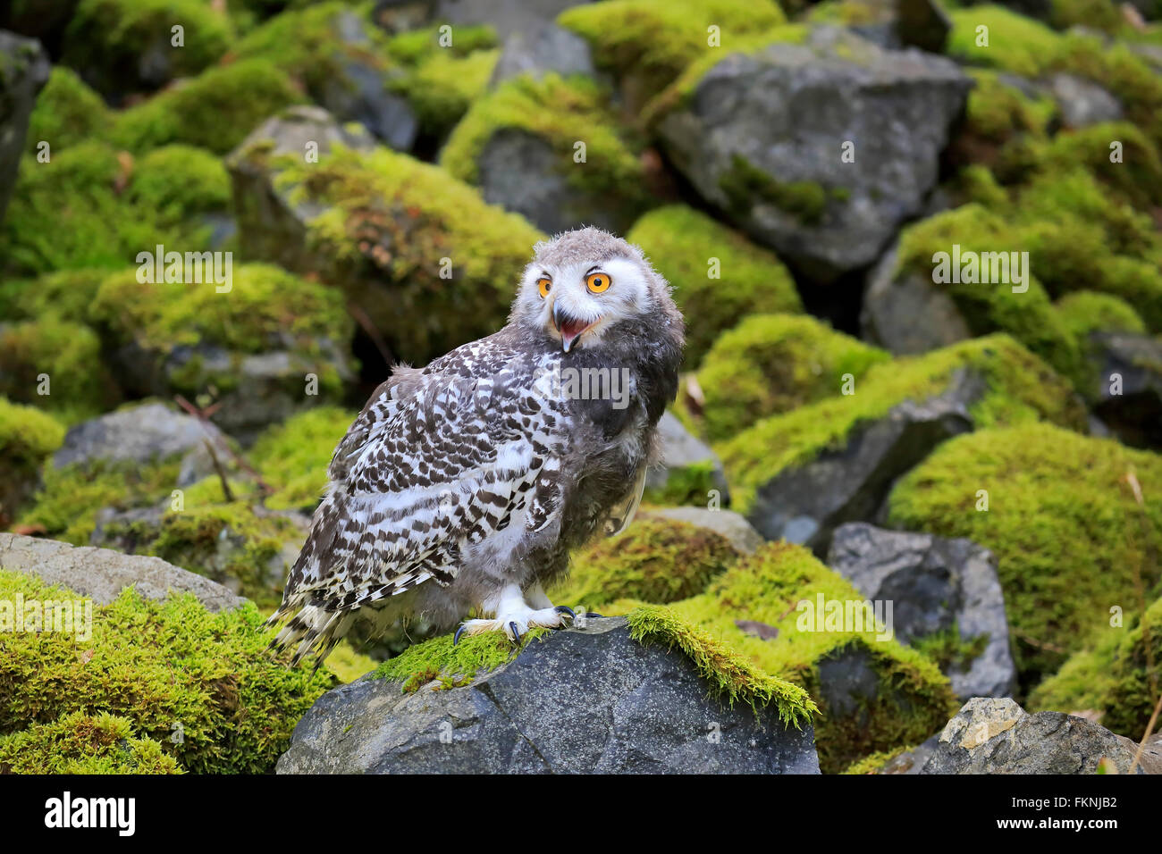 Civetta delle nevi, giovane bird, Scandinavia, Europa / (Nyctea scandiaca) Foto Stock