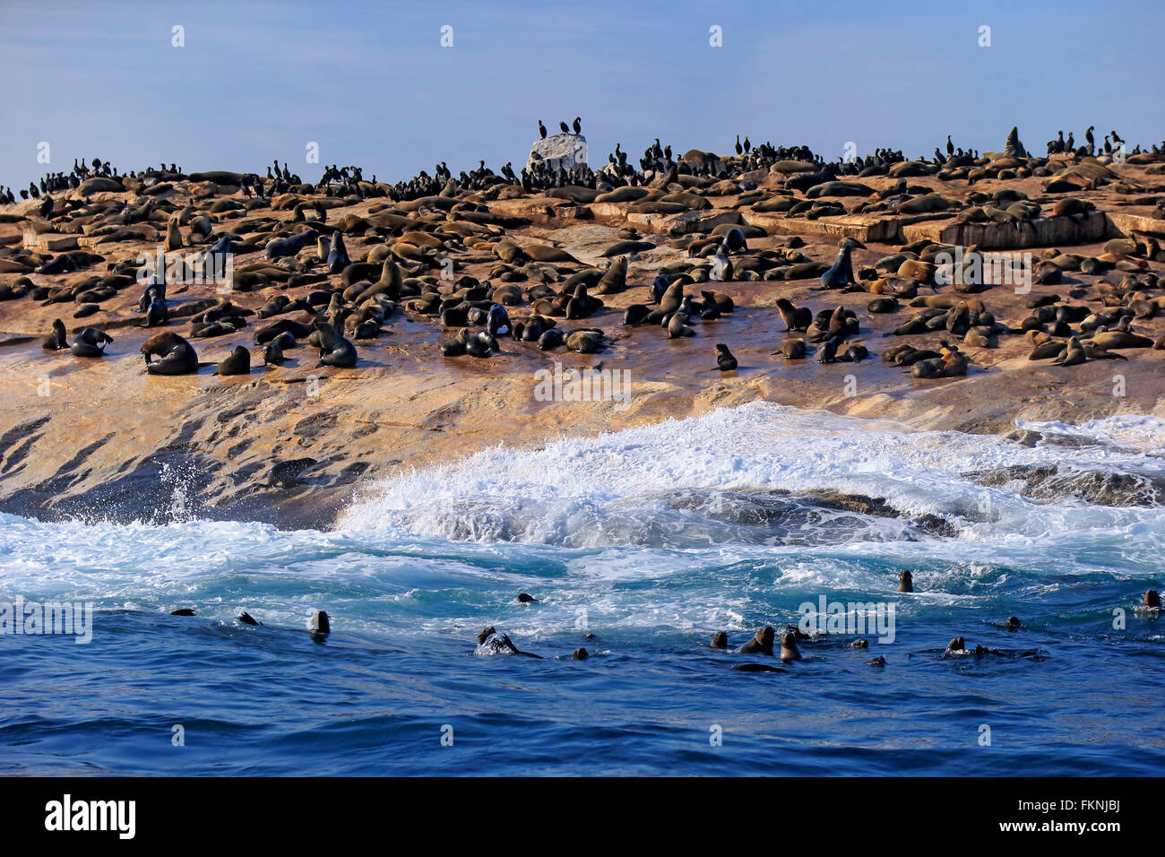 Isola di tenuta, colonia di foche, Western Cape, Sud Africa Africa / (Arctocephalus pusillus) Foto Stock