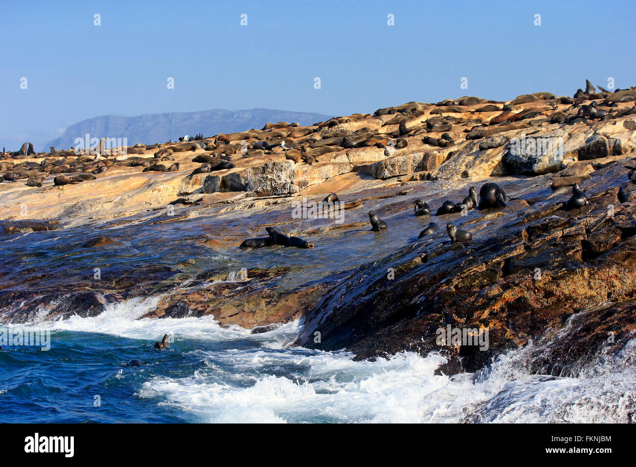 Isola di tenuta, colonia di foche, Western Cape, Sud Africa Africa / (Arctocephalus pusillus) Foto Stock