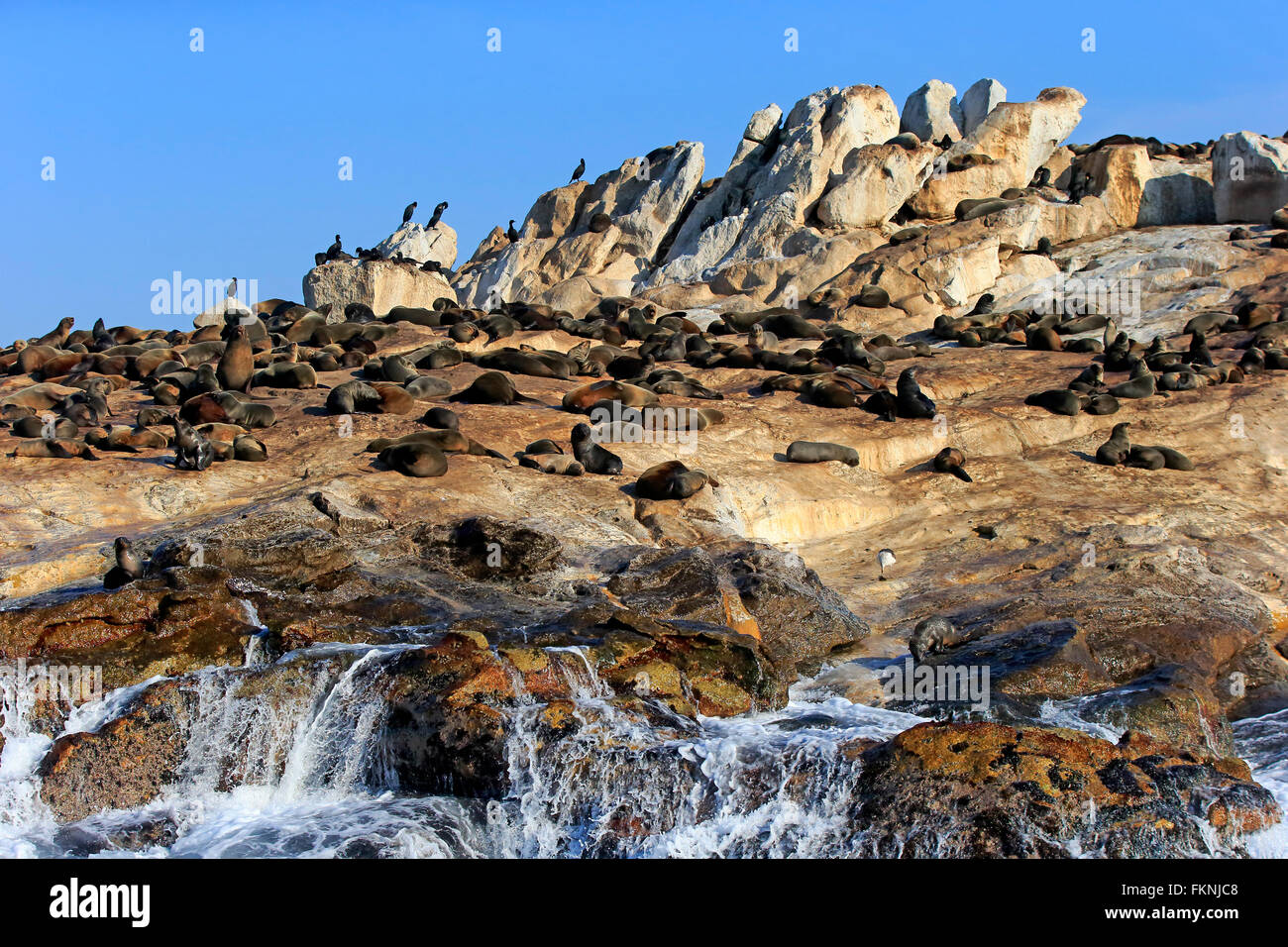 Capo pelliccia sigillo, Guarnizione Isola, Western Cape, Sud Africa Africa / (Arctocephalus pusillus) Foto Stock