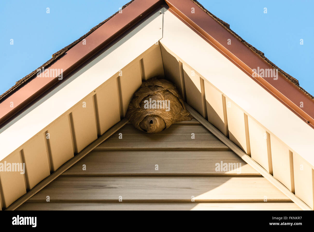 Carta grigia nido di vespe in angolo del tetto triangolare attaccato al schierandosi in alluminio, bordati da marrone a bordo del tetto, contro il cielo blu Foto Stock