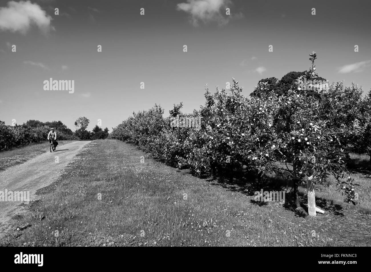 Ciclista in sella alla sua moto attraverso un sidro apple orchard a Sandford, Somerset, la casa del sidro Thatchers. Febbraio 2016 Foto Stock