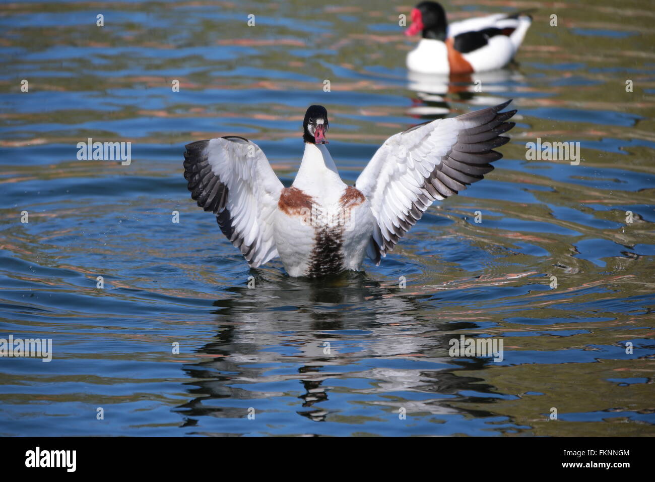 Wild Goose battenti (Tadorna tadorna) Foto Stock