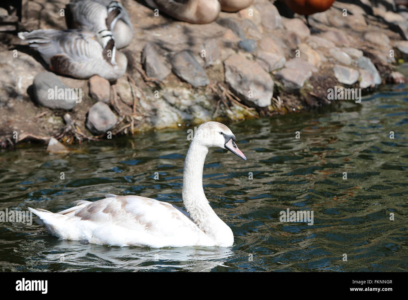 Cigno (Cygnus olor) Foto Stock