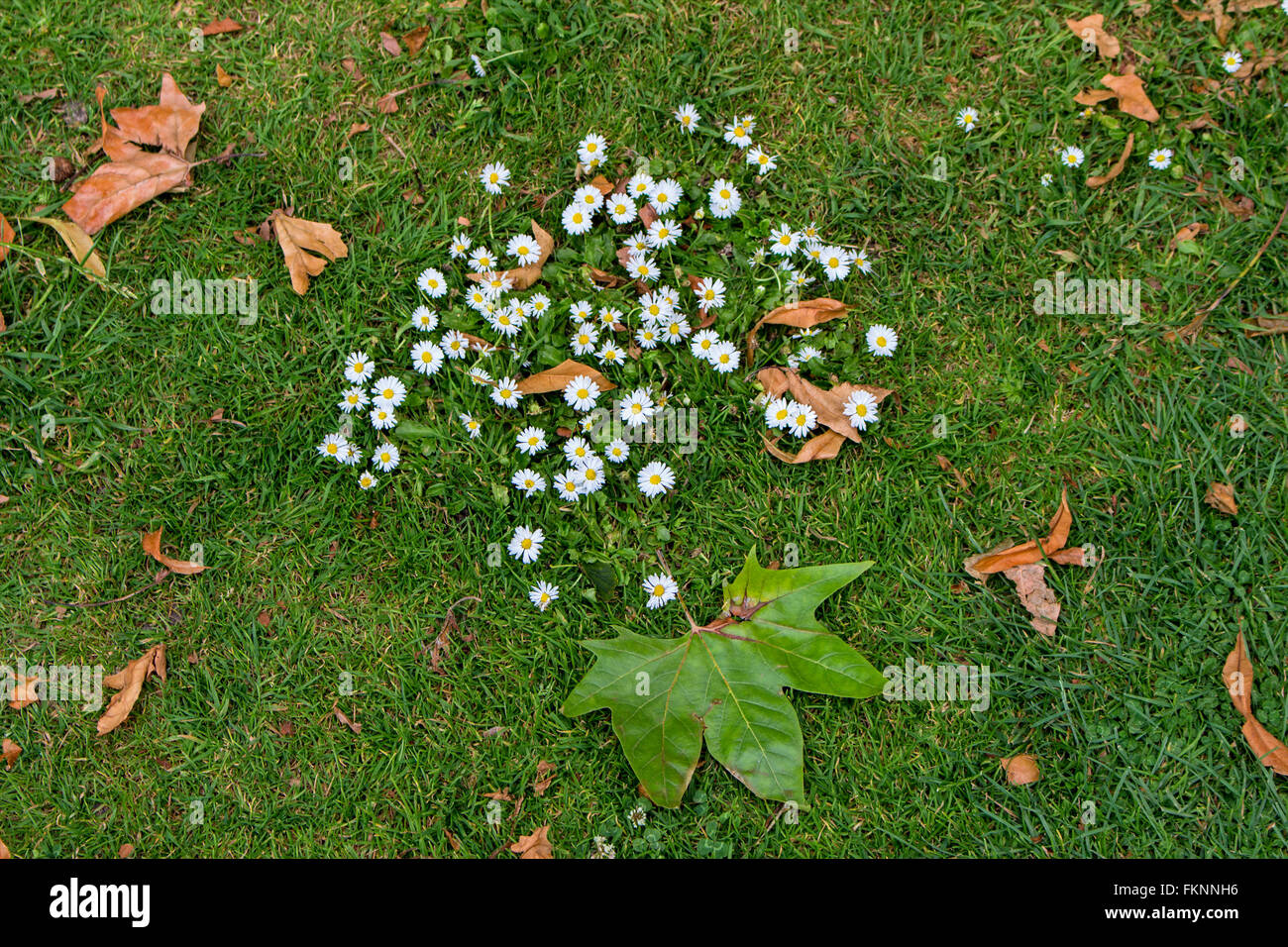 Scena d'autunno. Margherite e caduta foglie su un prato in un paese di lingua inglese garden REGNO UNITO Foto Stock