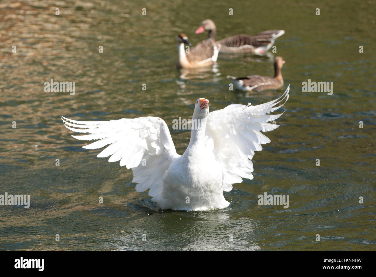 Bella oca bianca su acqua Foto Stock